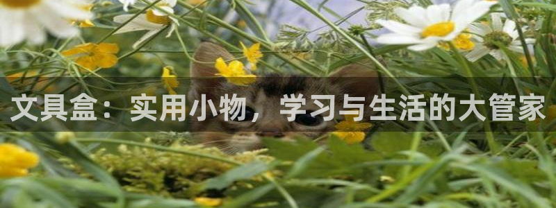 九游会强烈：文具盒：实用小物，学习与生活